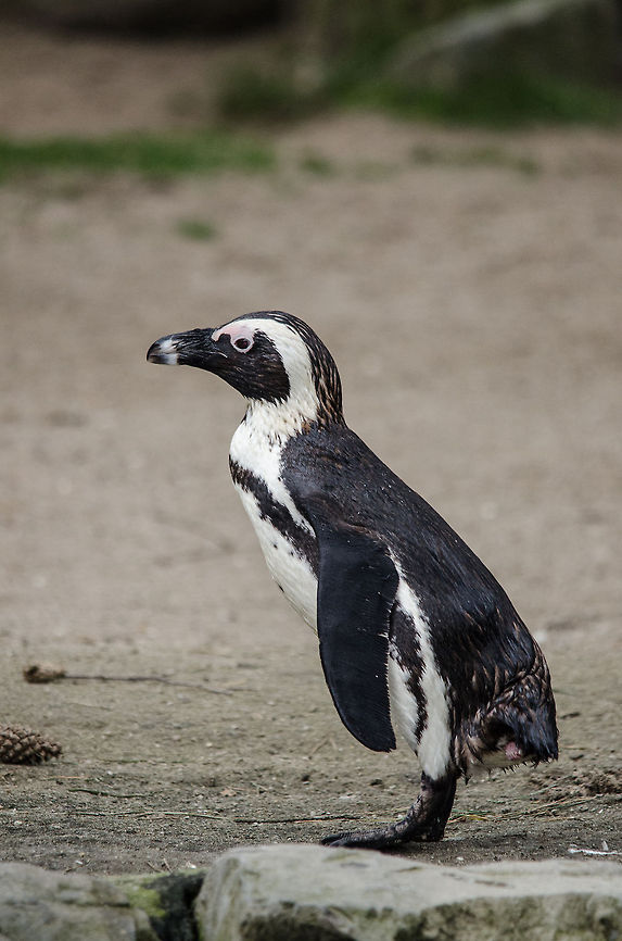 Blackfooted Penguin at Beekse Bergen Blackfooted penguins pair for life and take turns hunting for food whilst taking care of their offspring. They look clumsy on land but &quot;fly&quot; under water with great speed. African Penguin,Beekse bergen,Spheniscus demersus
