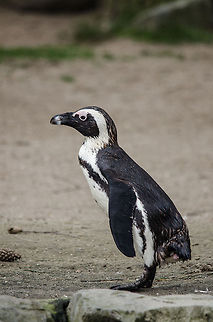 Blackfooted Penguin at Beekse Bergen Blackfooted penguins pair for life and take turns hunting for food whilst taking care of their offspring. They look clumsy on land but "fly" under water with great speed. African Penguin,Beekse bergen,Spheniscus demersus