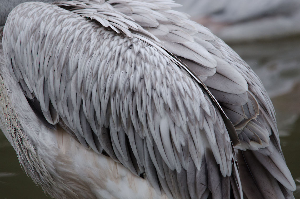 American White Pelican feather closeup  American White Pelican,Beekse bergen,Pelecanus erythrorhynchos