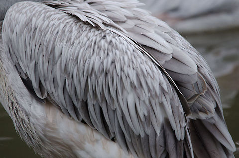 American White Pelican feather closeup  American White Pelican,Beekse bergen,Pelecanus erythrorhynchos