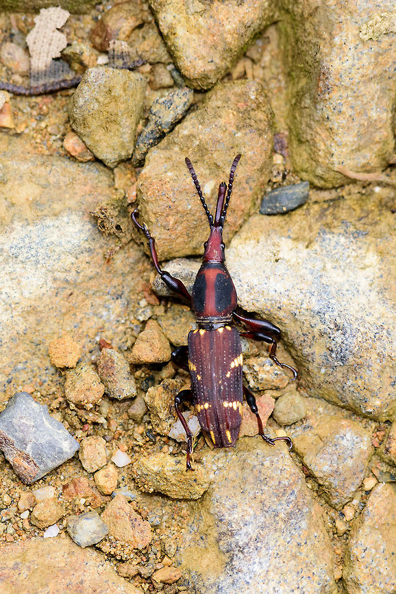 Estenorhinus sp. top view, Tatama National Park, Colombia Side view:<br />
<figure class="photo"><a href="https://www.jungledragon.com/image/55423/estenorhinus_sp._side_view_tatama_national_park_colombia.html" title="Estenorhinus sp. side view, Tatama National Park, Colombia"><img src="https://s3.amazonaws.com/media.jungledragon.com/images/2/55423_thumb.jpg?AWSAccessKeyId=05GMT0V3GWVNE7GGM1R2&Expires=1759968010&Signature=nTiZb7ghZzsIXR5m1hXO0NEPOF8%3D" width="200" height="136" alt="Estenorhinus sp. side view, Tatama National Park, Colombia https://www.jungledragon.com/image/55422/arrenodes_minutus_top_view_tatama_national_park_colombia.html Cerro Montezuma,Choco,Choc&oacute;,Colombia,Colombia Choco &amp; Pacific region,Fall,Geotagged,Montezuma,South America,Tatama National Park,Tatam&aacute; National Park,World" /></a></figure> Cerro Montezuma,Choco,Chocó,Colombia,Colombia Choco & Pacific region,Montezuma,South America,Tatama National Park,Tatamá National Park,World