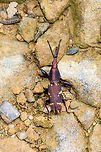 Estenorhinus sp. top view, Tatama National Park, Colombia Side view:<br />
https://www.jungledragon.com/image/55423/arrenodes_minutus_side_view_tatama_national_park_colombia.html Cerro Montezuma,Choco,Chocó,Colombia,Colombia Choco & Pacific region,Montezuma,South America,Tatama National Park,Tatamá National Park,World