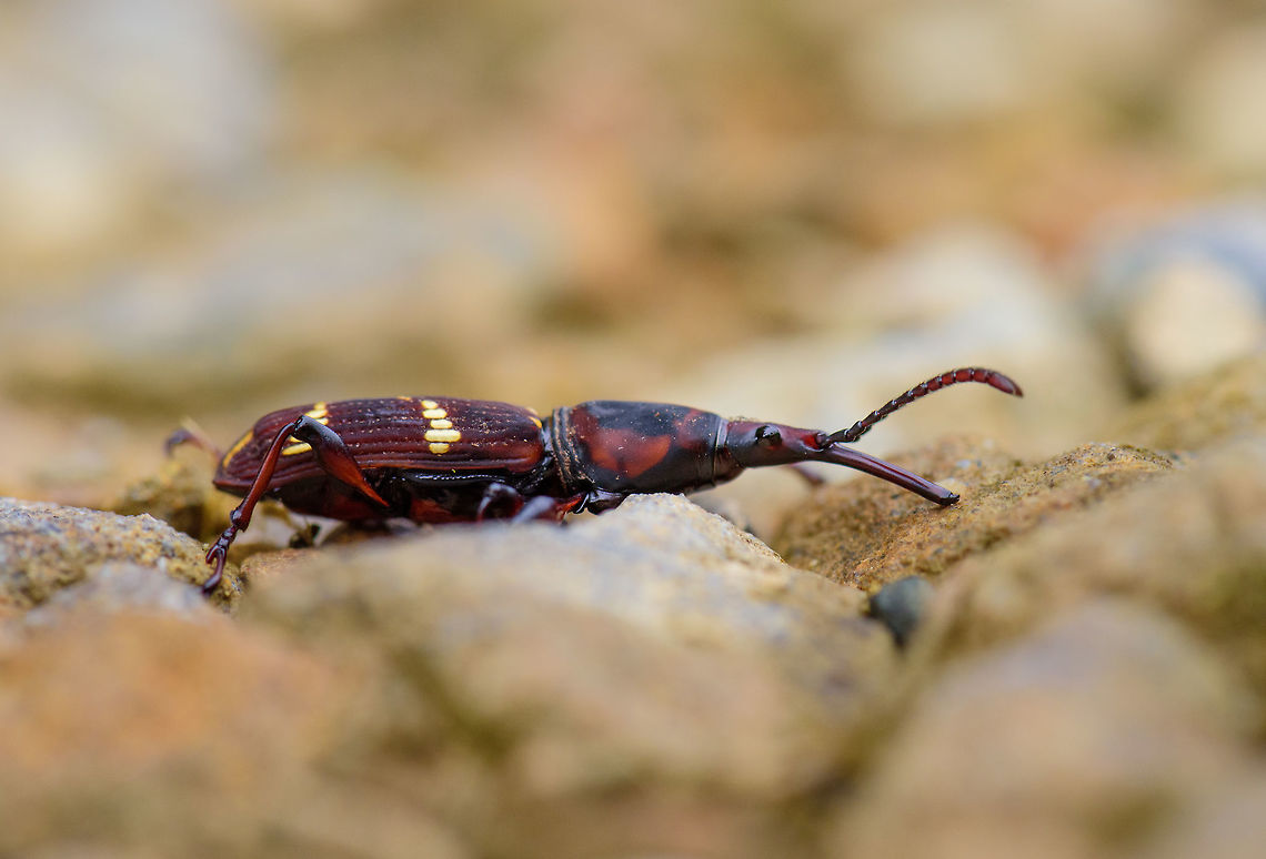 Estenorhinus sp. side view, Tatama National Park, Colombia <figure class="photo"><a href="https://www.jungledragon.com/image/55422/estenorhinus_sp._top_view_tatama_national_park_colombia.html" title="Estenorhinus sp. top view, Tatama National Park, Colombia"><img src="https://s3.amazonaws.com/media.jungledragon.com/images/2/55422_thumb.jpg?AWSAccessKeyId=05GMT0V3GWVNE7GGM1R2&Expires=1759968010&Signature=kersoU5TntC%2Fl8uJLh6pP7qw9mA%3D" width="102" height="152" alt="Estenorhinus sp. top view, Tatama National Park, Colombia Side view:<br />
https://www.jungledragon.com/image/55423/arrenodes_minutus_side_view_tatama_national_park_colombia.html Cerro Montezuma,Choco,Choc&oacute;,Colombia,Colombia Choco &amp; Pacific region,Montezuma,South America,Tatama National Park,Tatam&aacute; National Park,World" /></a></figure> Cerro Montezuma,Choco,Chocó,Colombia,Colombia Choco & Pacific region,Fall,Geotagged,Montezuma,South America,Tatama National Park,Tatamá National Park,World