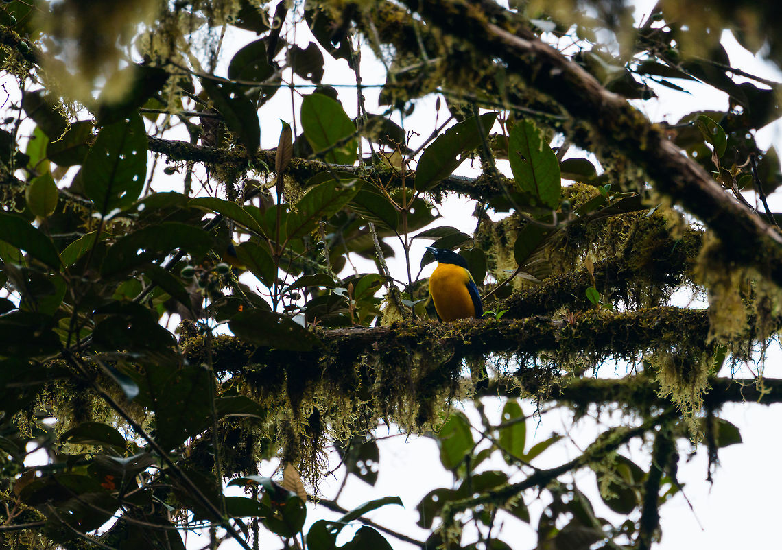 Black-chinned mountain tanager, Tatama National Park, Colombia  Anisognathus notabilis,Black-chinned mountain tanager,Cerro Montezuma,Choco,Choc&oacute;,Colombia,Colombia Choco & Pacific region,Fall,Geotagged,Montezuma,South America,Tatama National Park,Tatam&aacute; National Park,World