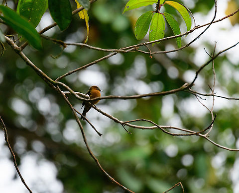 Cinnamon flycatcher - side view, Tatama National Park, Colombia  Cerro Montezuma,Choco,Choc&oacute;,Cinnamon flycatcher,Colombia,Colombia Choco & Pacific region,Fall,Geotagged,Montezuma,Pyrrhomyias cinnamomeus,South America,Tatama National Park,Tatam&aacute; National Park,World