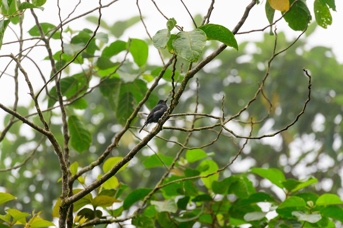 Smoke-colored pewee perched, Tatama National Park  Cerro Montezuma,Choco,Chocó,Colombia,Colombia Choco & Pacific region,Contopus fumigatus,Montezuma,Smoke-colored pewee,South America,Tatama National Park,Tatamá National Park,World