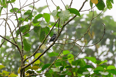 Smoke-colored pewee perched, Tatama National Park  Cerro Montezuma,Choco,Choc&oacute;,Colombia,Colombia Choco & Pacific region,Contopus fumigatus,Montezuma,Smoke-colored pewee,South America,Tatama National Park,Tatam&aacute; National Park,World