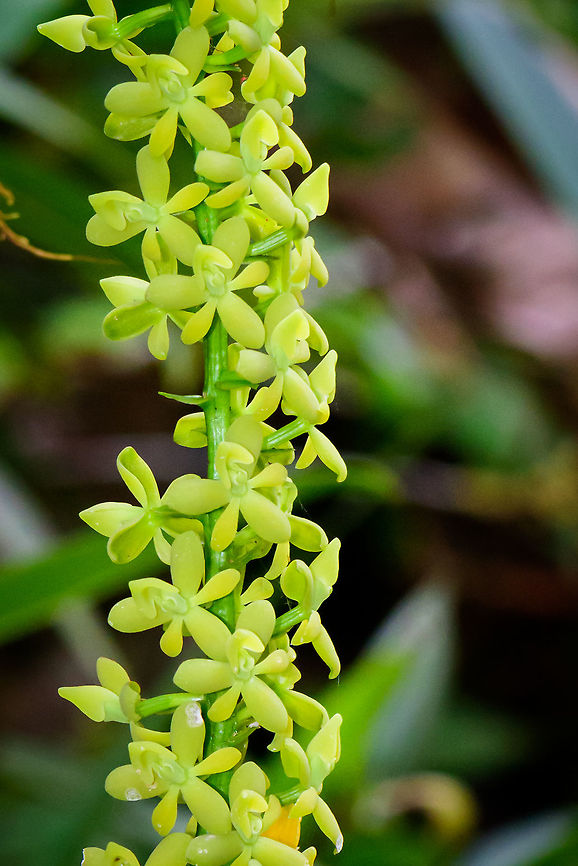 Epidendrum polyanthostachyum - closeup, Tatama National Park, Colombia Full plant:<br />
<figure class="photo"><a href="https://www.jungledragon.com/image/55430/epidendrum_polyanthostachyum_tatama_national_park_colombia.html" title="Epidendrum polyanthostachyum, Tatama National Park, Colombia"><img src="https://s3.amazonaws.com/media.jungledragon.com/images/2/55430_thumb.jpg?AWSAccessKeyId=05GMT0V3GWVNE7GGM1R2&Expires=1759968010&Signature=qghGJ2WPovgFBGvR4%2F06OLg185I%3D" width="102" height="152" alt="Epidendrum polyanthostachyum, Tatama National Park, Colombia Flower closeup:<br />
https://www.jungledragon.com/image/55429/orchid_-_closeup_tatama_national_park_colombia.html Cerro Montezuma,Choco,Choc&oacute;,Colombia,Colombia Choco &amp; Pacific region,Epidendrum polyanthostachyum,Montezuma,South America,Tatama National Park,Tatam&aacute; National Park,World" /></a></figure> Cerro Montezuma,Choco,Chocó,Colombia,Colombia Choco & Pacific region,Epidendrum polyanthostachyum,Montezuma,South America,Tatama National Park,Tatamá National Park,World