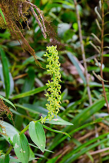 Epidendrum polyanthostachyum