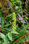 Epidendrum polyanthostachyum, Tatama National Park, Colombia Flower closeup:<br />
https://www.jungledragon.com/image/55429/orchid_-_closeup_tatama_national_park_colombia.html Cerro Montezuma,Choco,Choc&oacute;,Colombia,Colombia Choco & Pacific region,Epidendrum polyanthostachyum,Montezuma,South America,Tatama National Park,Tatam&aacute; National Park,World