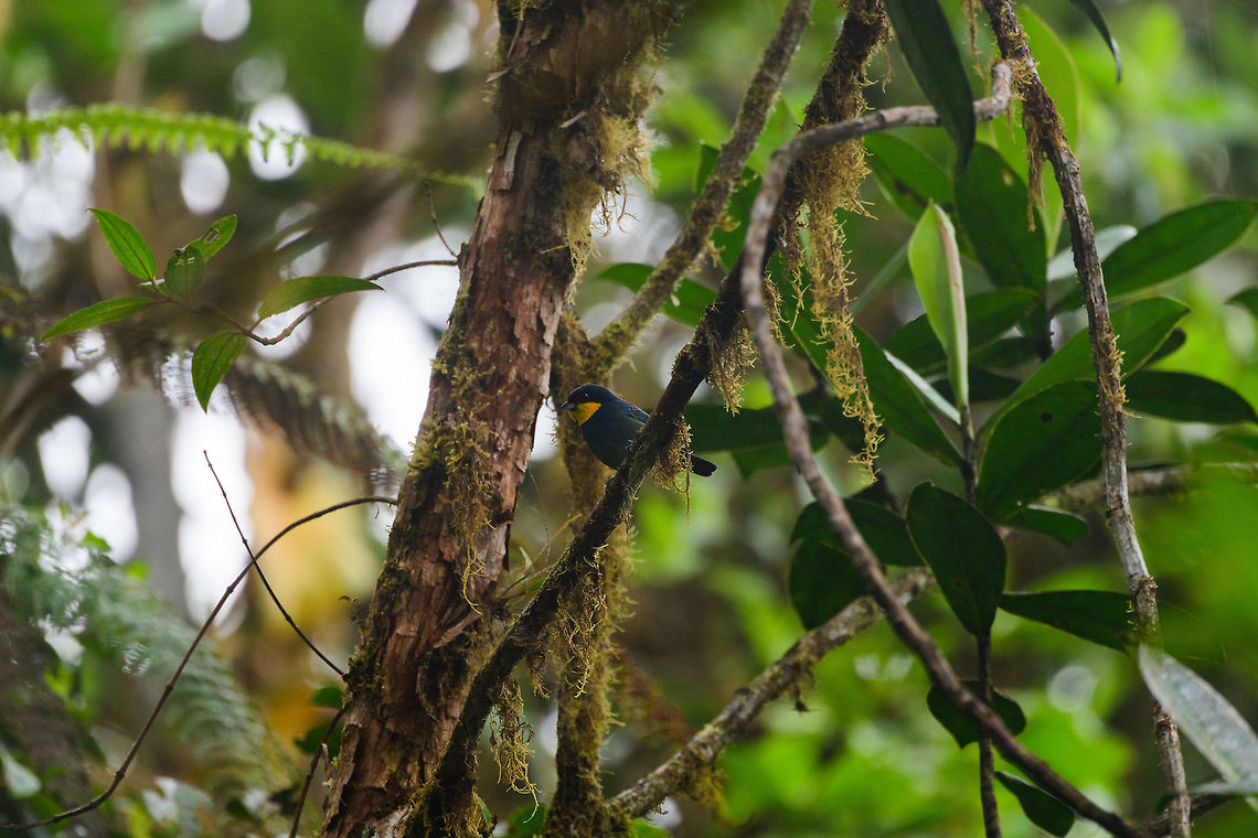 Purplish-mantled tanager - perched, Tatama National Park, Colombia  Cerro Montezuma,Choco,Chocó,Colombia,Colombia Choco & Pacific region,Fall,Geotagged,Iridosornis porphyrocephalus,Montezuma,Purplish-mantled tanager,South America,Tatama National Park,Tatamá National Park,World