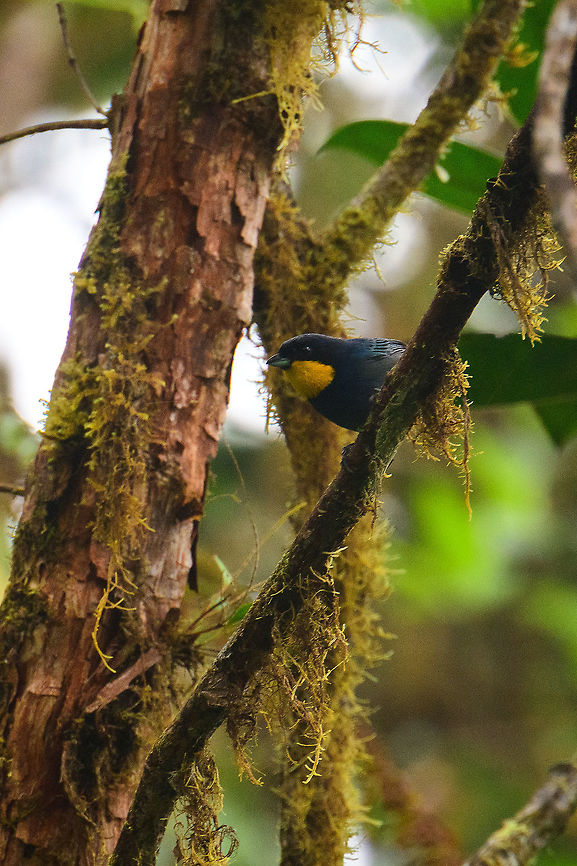 Purplish-mantled tanager - closeup, Tatama National Park, Colombia  Cerro Montezuma,Choco,Chocó,Colombia,Colombia Choco & Pacific region,Fall,Geotagged,Iridosornis porphyrocephalus,Montezuma,Purplish-mantled tanager,South America,Tatama National Park,Tatamá National Park,World