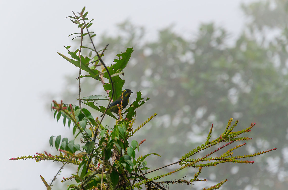 Gold-ringed tanager perched, Tatama National Park Bit of a misty photo, but such are conditions in the cloudforest. Bangsia aureocincta,Cerro Montezuma,Choco,Chocó,Colombia,Colombia Choco & Pacific region,Gold-ringed tanager,Montezuma,South America,Tatama National Park,Tatamá National Park,World