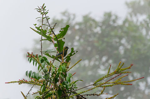 Gold-ringed tanager perched, Tatama National Park Bit of a misty photo, but such are conditions in the cloudforest. Bangsia aureocincta,Cerro Montezuma,Choco,Chocó,Colombia,Colombia Choco & Pacific region,Gold-ringed tanager,Montezuma,South America,Tatama National Park,Tatamá National Park,World