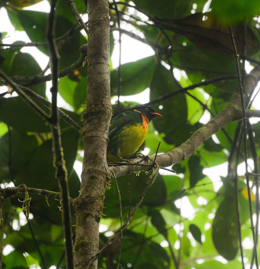 Orange-breasted fruiteater, Tatama National Park, Colombia Lovely vibrant fruiteater species that occurs in the western Andes. Cerro Montezuma,Choco,Chocó,Colombia,Colombia Choco & Pacific region,Montezuma,Orange-breasted fruiteater,Pipreola jucunda,South America,Tatama National Park,Tatamá National Park,World