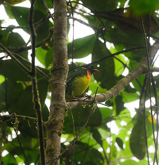 Orange-breasted fruiteater, Tatama National Park, Colombia Lovely vibrant fruiteater species that occurs in the western Andes. Cerro Montezuma,Choco,Chocó,Colombia,Colombia Choco & Pacific region,Montezuma,Orange-breasted fruiteater,Pipreola jucunda,South America,Tatama National Park,Tatamá National Park,World