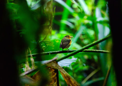 Ochre-breasted antpitta, Tatama National Park, Colombia One of the highlights of our first day in Tatama National Park. All three of our guides went insane when seeing this bird. Antpittas are known to be elusive and they fail to respond to voice recordings at all when overused. Seeing them requires patience or luck, in our case it was luck.

I had to push ISO to a crazy value of 20000 as there was almost no light, so the photo is quite noisy. Photo with a bit better light here:
https://www.jungledragon.com/image/55437/ochre-breasted_antpitta_perched_tatama_national_park.html
The Birds of Colombia book makes a nice joke about the patience required to spot antpittas:
https://www.flickr.com/photos/fledder/38220178274/ Cerro Montezuma,Choco,Chocó,Colombia,Colombia Choco & Pacific region,Grallaricula flavirostris,Montezuma,Ochre-breasted antpitta,South America,Tatama National Park,Tatamá National Park,World