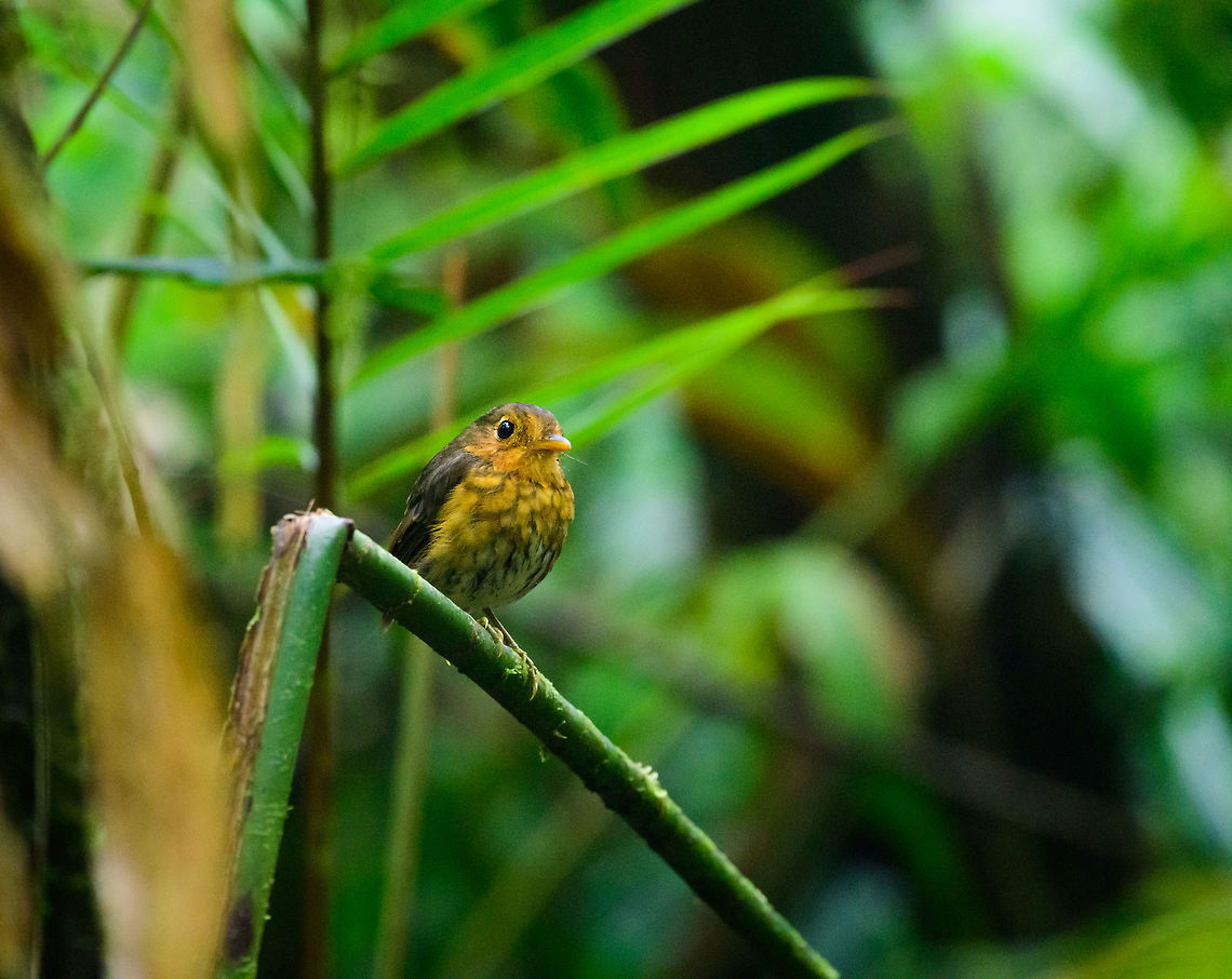 Ochre-breasted antpitta perched, Tatama National Park This very elusive antpitta came out into the light for a brief moment. Cerro Montezuma,Choco,Chocó,Colombia,Colombia Choco & Pacific region,Grallaricula flavirostris,Montezuma,Ochre-breasted antpitta,South America,Tatama National Park,Tatamá National Park,World