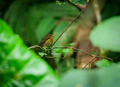 Ochre-breasted antpitta - sideview, Tatama National Park, Colombia  Cerro Montezuma,Choco,Choc&oacute;,Colombia,Colombia Choco & Pacific region,Grallaricula flavirostris,Montezuma,Ochre-breasted antpitta,South America,Tatama National Park,Tatam&aacute; National Park,World