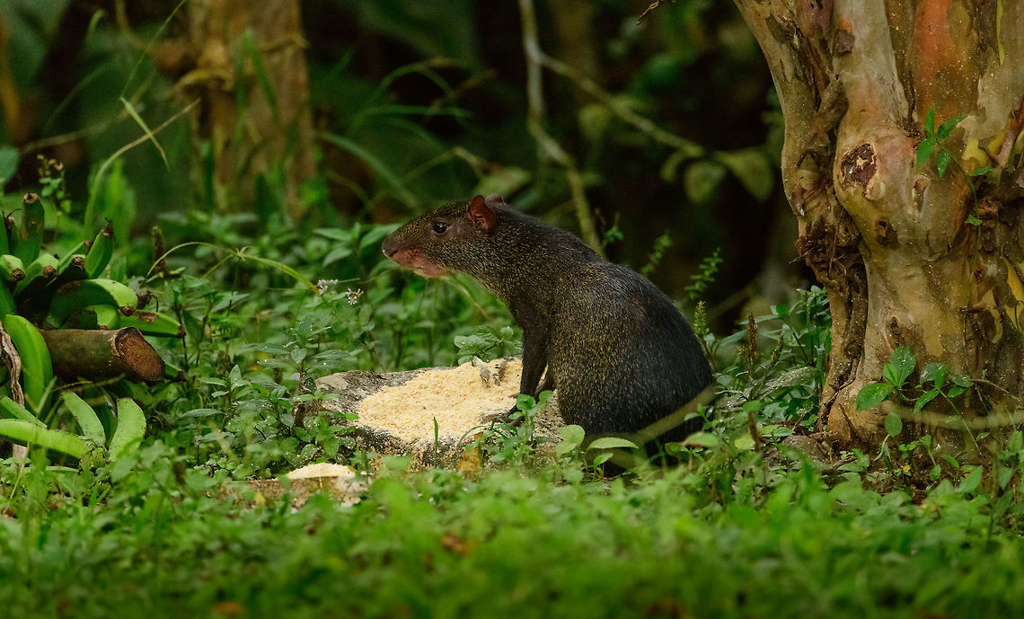 Central American agouti, Tatama National Park Nearing the end of our daytime hike at Tatama National Park, we found this Agouti close to the lodge area. Initially surprising as they tend to be pretty shy, but it became soon clear they were being fed from that place. We saw them every day at this same place. Central American agouti,Cerro Montezuma,Choco,Chocó,Colombia,Colombia Choco & Pacific region,Dasyprocta punctata,Fall,Geotagged,Montezuma,South America,Tatama National Park,Tatamá National Park,World