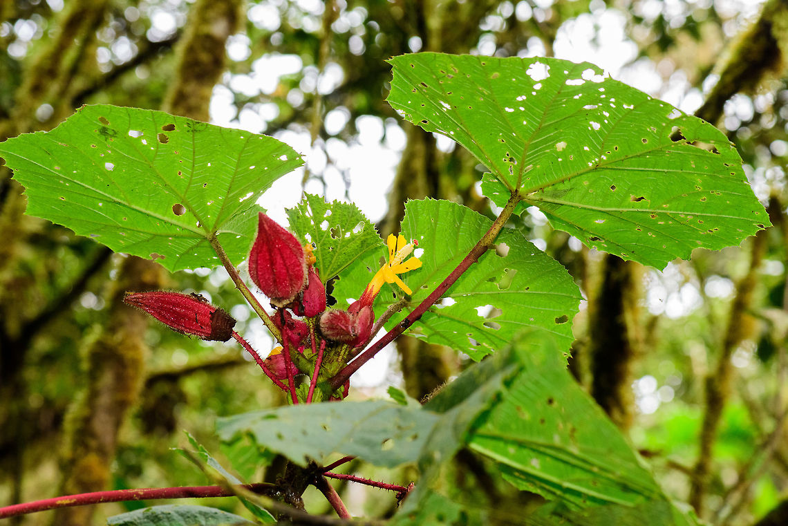 Wercklea ferox, Tatama National Park, Colombia Big leafs, redstem, yellow flower. Cerro Montezuma,Choco,Chocó,Colombia,Colombia Choco & Pacific region,Montezuma,South America,Tatama National Park,Tatamá National Park,Wercklea ferox,World