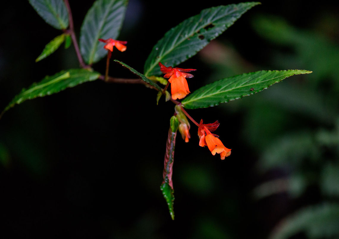 Begonia silverstonei, Tatama National Park, Colombia  Begonia silverstonei,Cerro Montezuma,Choco,Chocó,Colombia,Colombia Choco & Pacific region,Montezuma,South America,Tatama National Park,Tatamá National Park,World