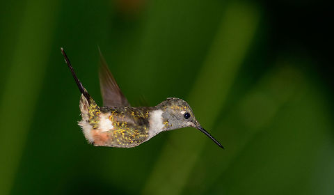 Purple-throated woodstar in flight, Tatama National Park, Colombia This is the female. Calliphlox mitchellii,Cerro Montezuma,Choco,Choc&oacute;,Colombia,Colombia Choco & Pacific region,Fall,Geotagged,Montezuma,Purple-throated woodstar,South America,Tatama National Park,Tatam&aacute; National Park,World