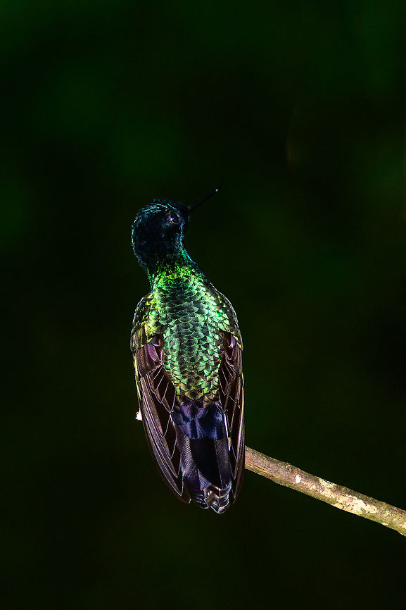 Velvet-purple coronet jewel, Tatama National Park, Colombia Weak flash from this angle showing the Iridescence effect of their feathers at pretty much the maximum level. Same individual from the side:<br />
<figure class="photo"><a href="https://www.jungledragon.com/image/55468/velvet-purple_coronet_-_side_view_tatama_national_park.html" title="Velvet-purple coronet - side view, Tatama National Park"><img src="https://s3.amazonaws.com/media.jungledragon.com/images/2/55468_thumb.jpg?AWSAccessKeyId=05GMT0V3GWVNE7GGM1R2&Expires=1759968010&Signature=4u0sPpA4K71vbupdal%2FJp39g4PY%3D" width="200" height="198" alt="Velvet-purple coronet - side view, Tatama National Park  Boissonneaua jardini,Cerro Montezuma,Choco,Choc&oacute;,Colombia,Colombia Choco &amp; Pacific region,Fall,Geotagged,Montezuma,South America,Tatama National Park,Tatam&aacute; National Park,Velvet-purple coronet,World" /></a></figure> Boissonneaua jardini,Cerro Montezuma,Choco,Chocó,Colombia,Colombia Choco & Pacific region,Fall,Geotagged,Montezuma,South America,Tatama National Park,Tatamá National Park,Velvet-purple coronet,World