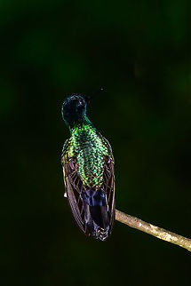 Velvet-purple coronet jewel, Tatama National Park, Colombia Weak flash from this angle showing the Iridescence effect of their feathers at pretty much the maximum level. Same individual from the side:
https://www.jungledragon.com/image/55468/velvet-purple_coronet_-_side_view_tatama_national_park.html Boissonneaua jardini,Cerro Montezuma,Choco,Chocó,Colombia,Colombia Choco & Pacific region,Fall,Geotagged,Montezuma,South America,Tatama National Park,Tatamá National Park,Velvet-purple coronet,World