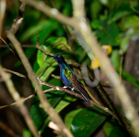 Velvet-purple coronet - side view, Tatama National Park  Boissonneaua jardini,Cerro Montezuma,Choco,Chocó,Colombia,Colombia Choco & Pacific region,Fall,Geotagged,Montezuma,South America,Tatama National Park,Tatamá National Park,Velvet-purple coronet,World