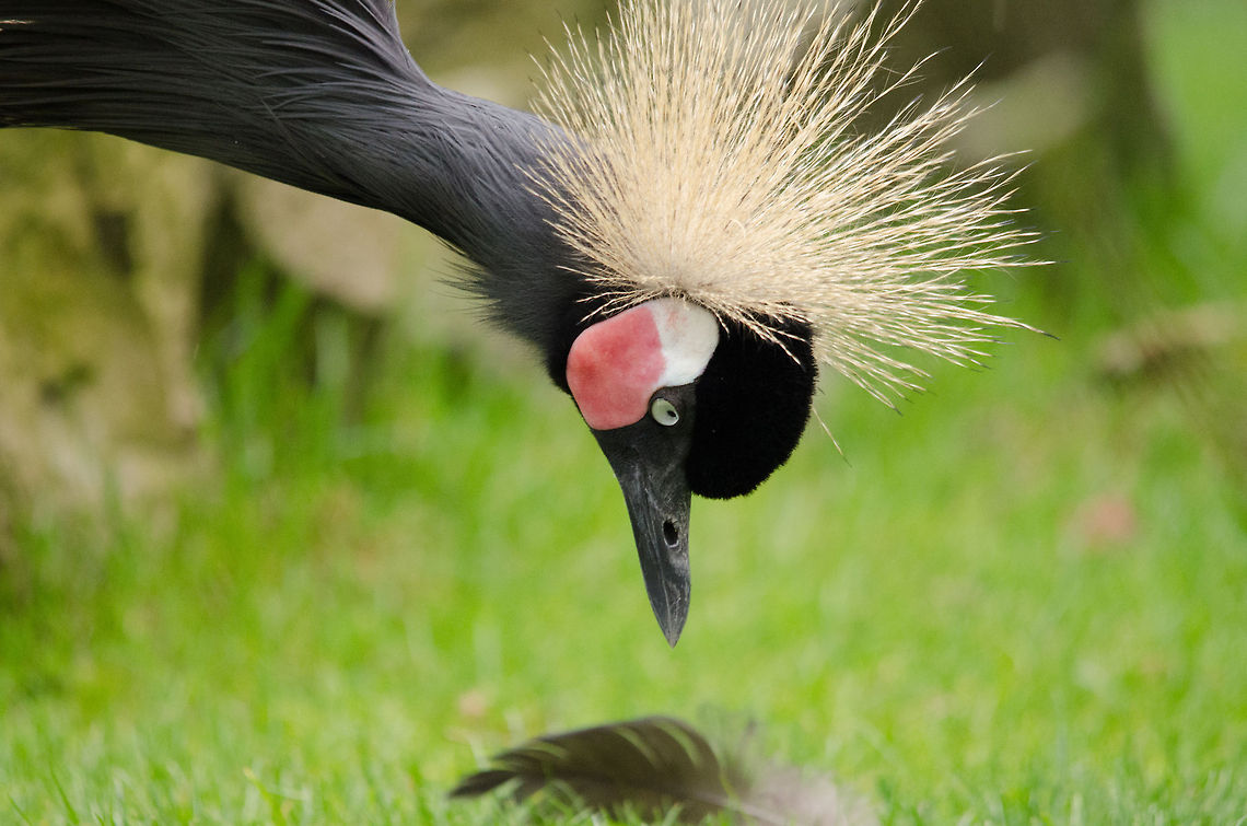 The missing piece  Balearica pavonina,Beekse bergen,Black Crowned Crane