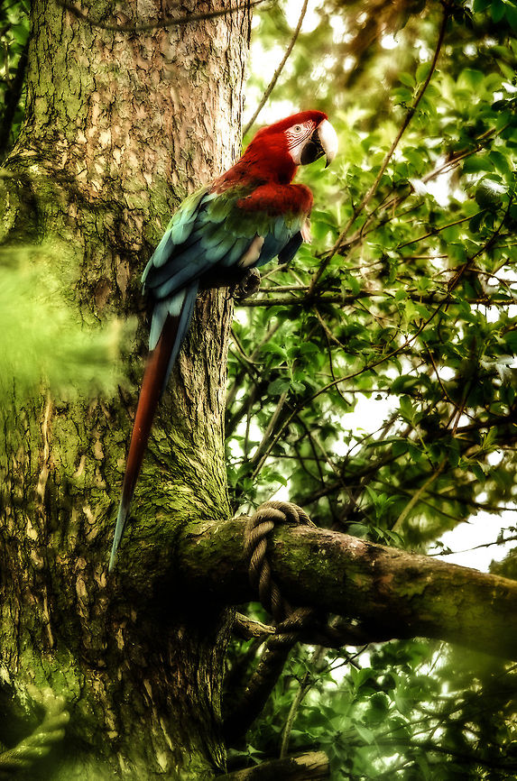 Red-and-green Macaw It was a dull photo, so I added a little surrealism. Ara chloropterus,Beekse Bergen,Red-and-green Macaw