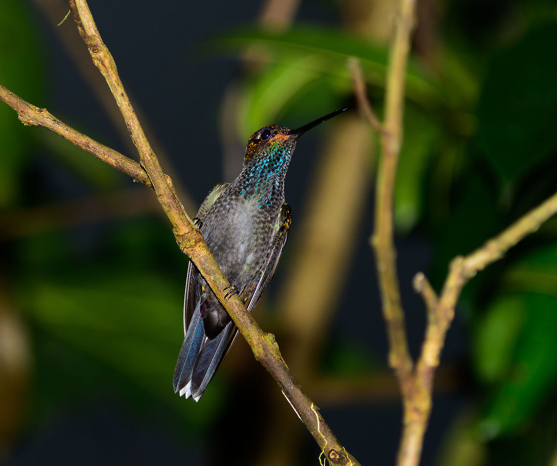 White-tailed hillstar - front view, Tatama National Park, Colombia  Cerro Montezuma,Choco,Choc&oacute;,Colombia,Colombia Choco & Pacific region,Fall,Geotagged,Montezuma,South America,Tatama National Park,Tatam&aacute; National Park,Urochroa bougueri,White-tailed hillstar,World