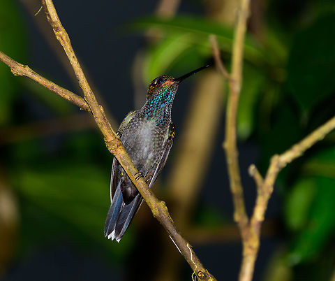 White-tailed hillstar - front view, Tatama National Park, Colombia  Cerro Montezuma,Choco,Choc&oacute;,Colombia,Colombia Choco & Pacific region,Fall,Geotagged,Montezuma,South America,Tatama National Park,Tatam&aacute; National Park,Urochroa bougueri,White-tailed hillstar,World