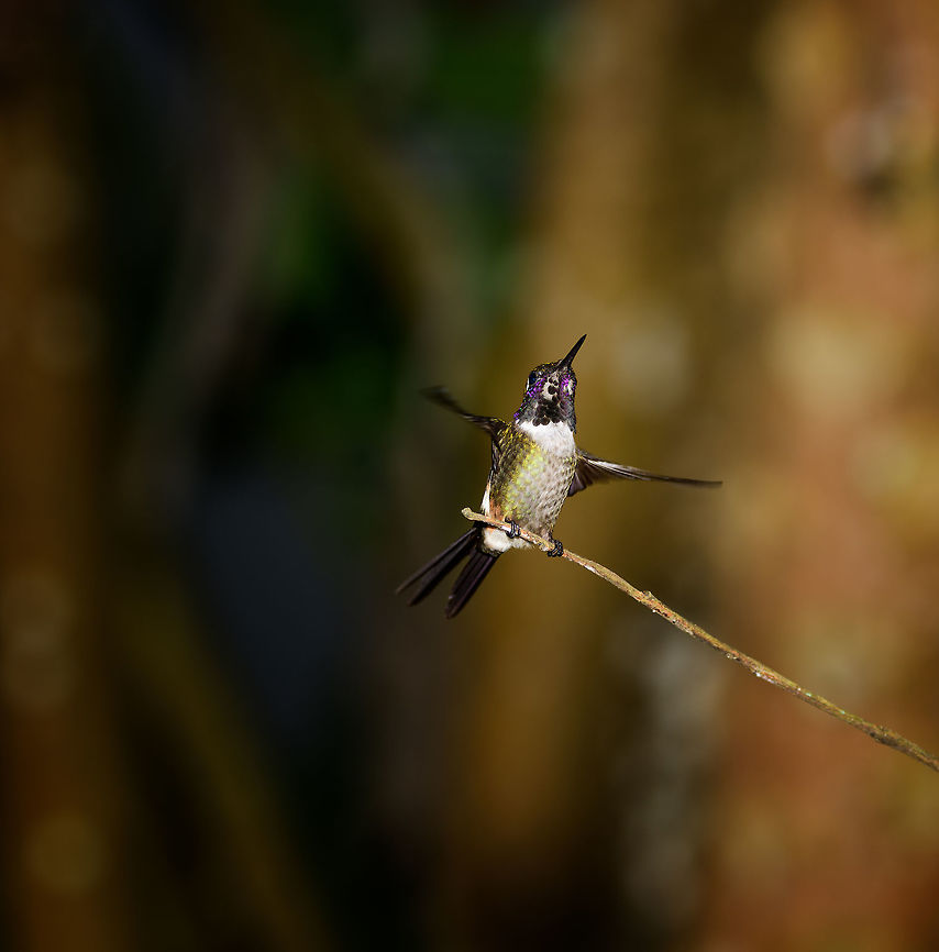 Purple-throated woodstar landing, Tatama National Park, Colombia This is the male. Calliphlox mitchellii,Cerro Montezuma,Choco,Choc&oacute;,Colombia,Colombia Choco & Pacific region,Montezuma,Purple-throated woodstar,South America,Tatama National Park,Tatam&aacute; National Park,World