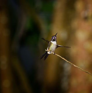 Purple-throated woodstar landing, Tatama National Park, Colombia This is the male. Calliphlox mitchellii,Cerro Montezuma,Choco,Choc&oacute;,Colombia,Colombia Choco & Pacific region,Montezuma,Purple-throated woodstar,South America,Tatama National Park,Tatam&aacute; National Park,World