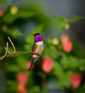 Purple-throated woodstar display, Tatama National Park, Colombia Full display of the male. Calliphlox mitchellii,Cerro Montezuma,Choco,Choc&oacute;,Colombia,Colombia Choco & Pacific region,Fall,Geotagged,Montezuma,Purple-throated woodstar,South America,Tatama National Park,Tatam&aacute; National Park,World