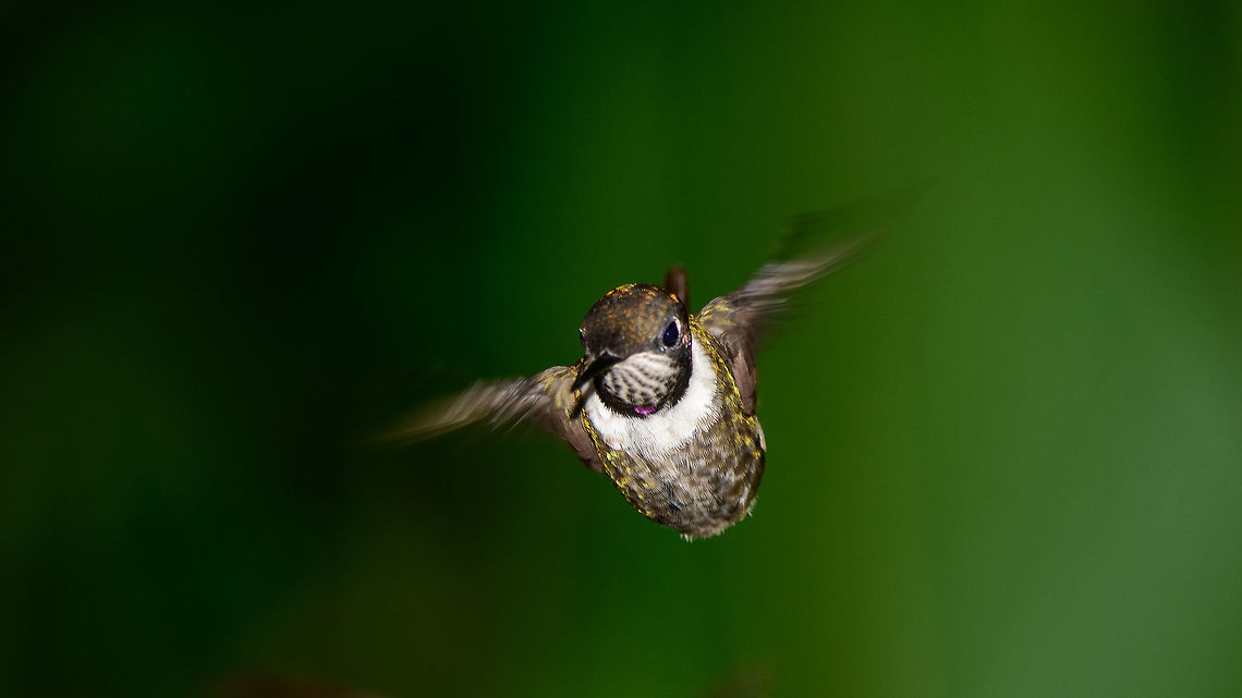 Purple-throated woodstar in flight from front, Tatama National Park, Colombia  Calliphlox mitchellii,Cerro Montezuma,Choco,Choc&oacute;,Colombia,Colombia Choco & Pacific region,Fall,Geotagged,Montezuma,Purple-throated woodstar,South America,Tatama National Park,Tatam&aacute; National Park,World