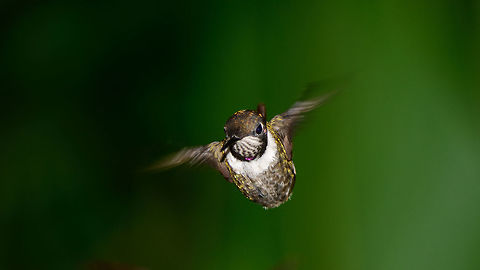 Purple-throated woodstar in flight from front, Tatama National Park, Colombia  Calliphlox mitchellii,Cerro Montezuma,Choco,Choc&oacute;,Colombia,Colombia Choco & Pacific region,Fall,Geotagged,Montezuma,Purple-throated woodstar,South America,Tatama National Park,Tatam&aacute; National Park,World