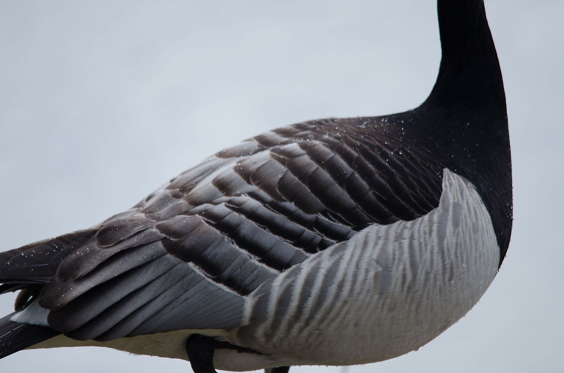 Bar-headed Goose (hybrid) feather closeup A closeup of the feathers of a hybrid Bar-headed Goose. Posted to add to the feather collection list, but also to highlight the water resilient coating, where you can see the water drops laying on top of the feathers. Anser indicus,Bar-headed Goose,Beekse bergen