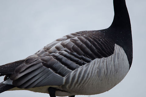 Bar-headed Goose (hybrid) feather closeup A closeup of the feathers of a hybrid Bar-headed Goose. Posted to add to the feather collection list, but also to highlight the water resilient coating, where you can see the water drops laying on top of the feathers. Anser indicus,Bar-headed Goose,Beekse bergen