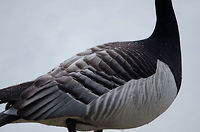 Bar-headed Goose (hybrid) feather closeup A closeup of the feathers of a hybrid Bar-headed Goose. Posted to add to the feather collection list, but also to highlight the water resilient coating, where you can see the water drops laying on top of the feathers. Anser indicus,Bar-headed Goose,Beekse bergen