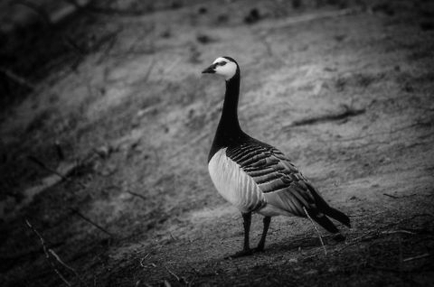 Barnacle Goose at Beekse Bergen  Barnacle Goose,Beekse bergen,Branta leucopsis