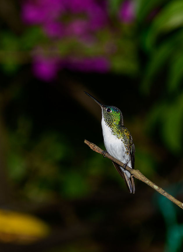 Andean emerald, Tatama National Park, Colombia  Agyrtria franciae,Amazilia franciae,Andean emerald,Cerro Montezuma,Choco,Choc&oacute;,Colombia,Colombia Choco & Pacific region,Montezuma,South America,Tatama National Park,Tatam&aacute; National Park,World
