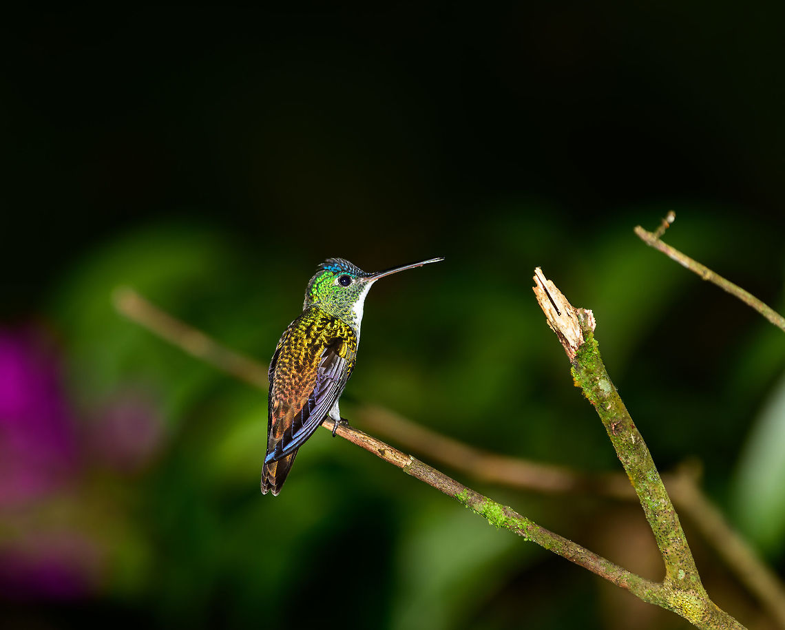 Andean emerald jewel, Tatama National Park, Colombia A maximum &quot;emerald&quot; effect when using flash on this wonderful species. Agyrtria franciae,Andean emerald,Cerro Montezuma,Choco,Chocó,Colombia,Colombia Choco & Pacific region,Fall,Geotagged,Montezuma,South America,Tatama National Park,Tatamá National Park,World