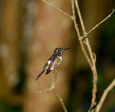 Juvenile Gorgeted Woodstar, Tatama National Park, Colombia  Cerro Montezuma,Chaetocercus heliodor,Choco,Choc&oacute;,Colombia,Colombia Choco & Pacific region,Gorgeted woodstar,Montezuma,South America,Tatama National Park,Tatam&aacute; National Park,World