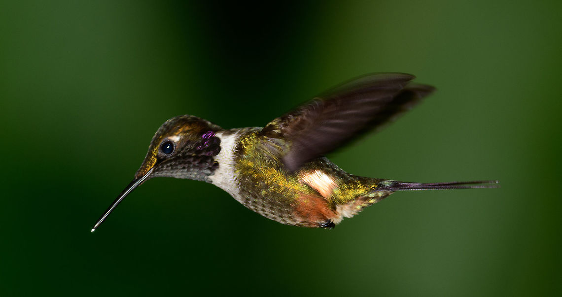 Purple-throated woodstar in flight - closeup, Tatama National Park, Colombia  Calliphlox mitchellii,Cerro Montezuma,Choco,Chocó,Colombia,Colombia Choco & Pacific region,Fall,Geotagged,Montezuma,Purple-throated woodstar,South America,Tatama National Park,Tatamá National Park,World