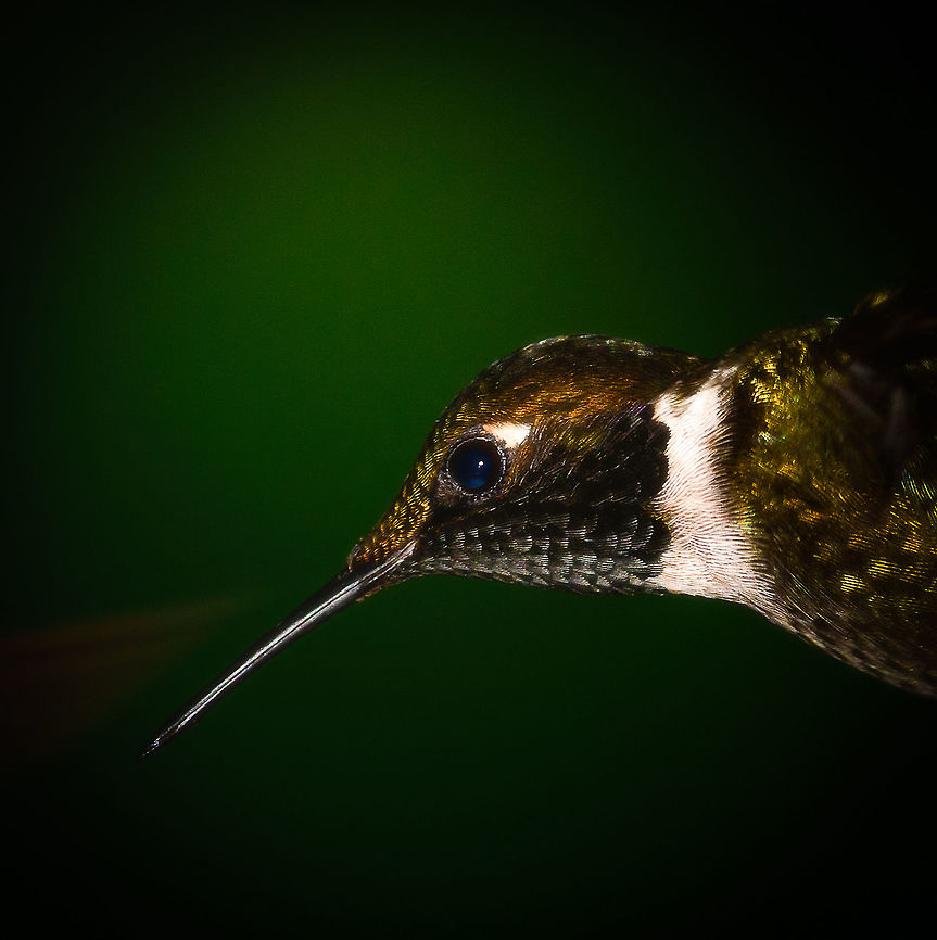 Purple-throated woodstar in flight - head closeup, Tatama National Park, Colombia  Calliphlox mitchellii,Cerro Montezuma,Choco,Choc&oacute;,Colombia,Colombia Choco & Pacific region,Fall,Geotagged,Montezuma,Purple-throated woodstar,South America,Tatama National Park,Tatam&aacute; National Park,World