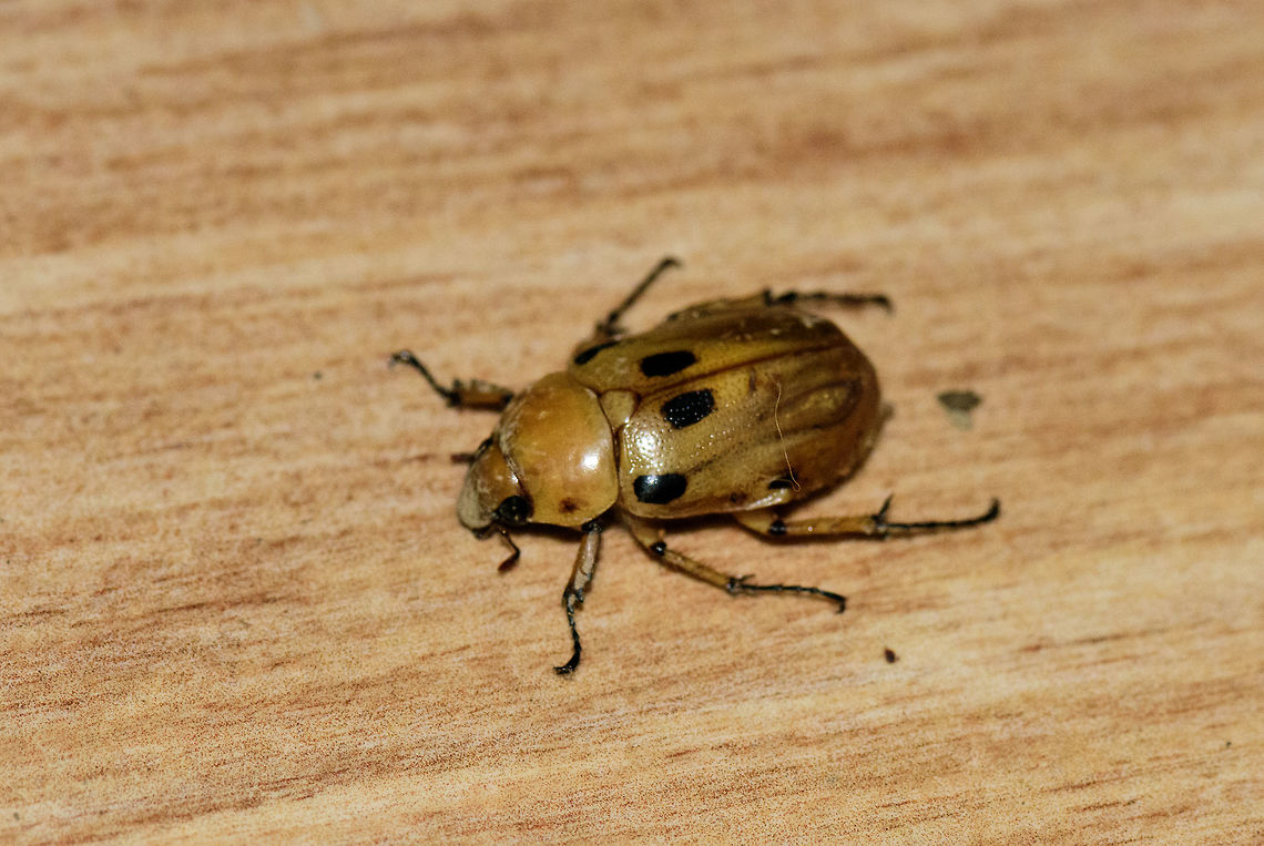 Yellow beetle with black markings, Montezuma, Colombia Found on our outside table, attracted to light. Quite large, but not as large as a rhinoceros beetle. Ancognatha,Ancognatha vulgaris,Cerro Montezuma,Choco,Chocó,Colombia,Colombia Choco & Pacific region,Montezuma,Scarabaeidae,South America,Tatama National Park,Tatamá National Park,World