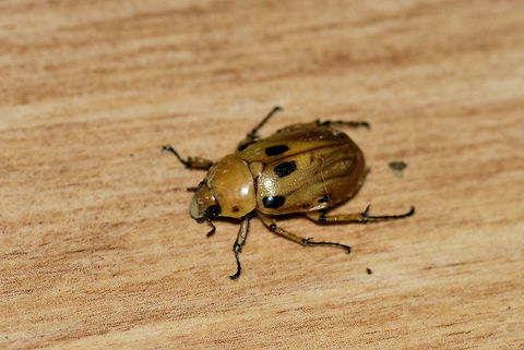 Yellow beetle with black markings, Montezuma, Colombia Found on our outside table, attracted to light. Quite large, but not as large as a rhinoceros beetle. Ancognatha,Ancognatha vulgaris,Cerro Montezuma,Choco,Chocó,Colombia,Colombia Choco & Pacific region,Montezuma,Scarabaeidae,South America,Tatama National Park,Tatamá National Park,World